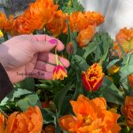 Κρεμαστά σκουλαρίκια Τουλίπες miyuki κίτρινο φούξια - Image 2